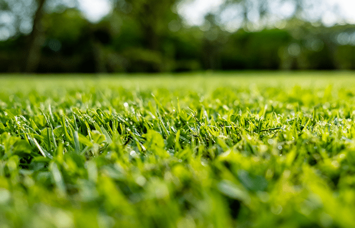 healthy grass close up, best lawn care tips
