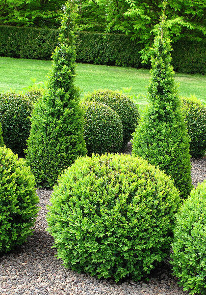 Tree and Shrub Services at Green Envy Lawn Care